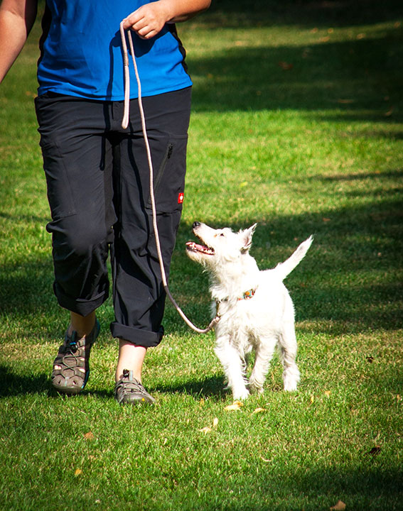 Gute Leinenführigkeit deines Hundes im Alltag und beim Spazierengehen