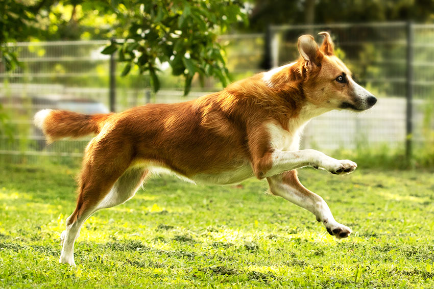 Hunde Einzeltraining in Kaisersbach