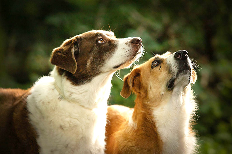 Junghund Training - Befehle befolgen