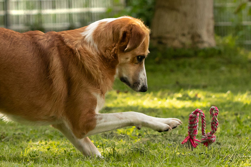 Hund aus dem Tierschutz trainieren