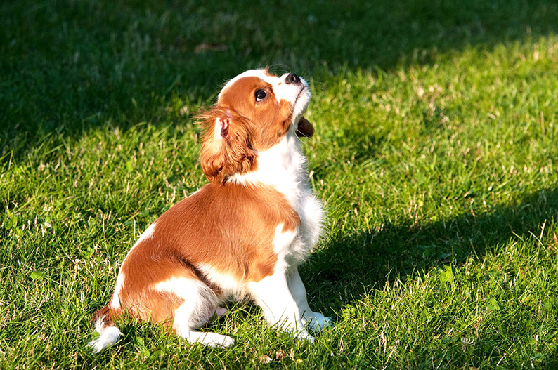Welpenkurs bei Hundetrainerin Petra Schwarz